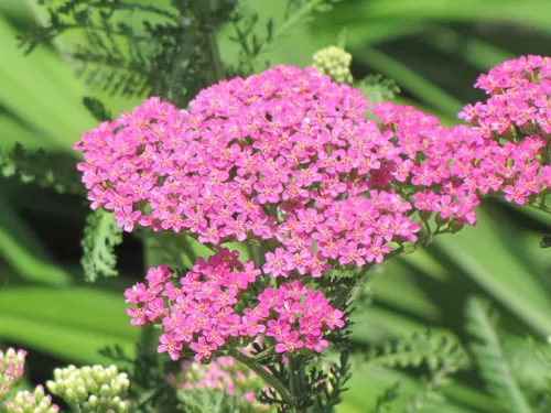 Cickafark - Achillea Millefolium "Pretty Belinda"