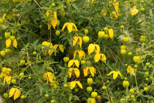 Mongol klematis - Clematis tangitica