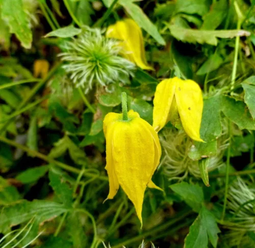 Mongol klematis - Clematis tangitica