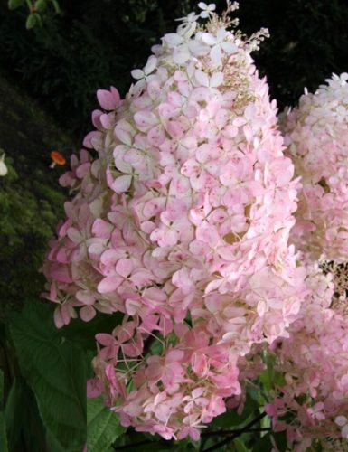 Bugás hortenzia - Hydrangea Paniculata " Mega Pearl"