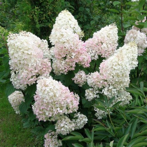 Bugás hortenzia - Hydrangea Paniculata " Mega Pearl"