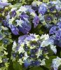 Kerti Hortenzia - Hydrangea macrophylla - Royalty Collection " Lady Mata Hary Blue" K5