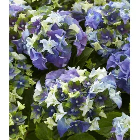 Kerti Hortenzia - Hydrangea macrophylla - Royalty Collection " Lady Mata Hary Blue" K5