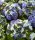 Kerti Hortenzia - Hydrangea macrophylla - Royalty Collection " Lady Mata Hary Blue" K5