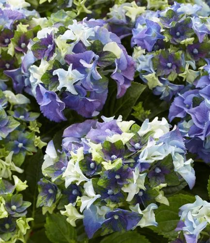 Kerti Hortenzia - Hydrangea macrophylla - Royalty Collection " Lady Mata Hary Blue" K5