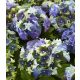 Kerti Hortenzia - Hydrangea macrophylla - Royalty Collection " Lady Mata Hary Blue" K5