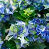 Kerti Hortenzia - Hydrangea macrophylla - Royalty Collection " Lady Mata Hary Blue" K5
