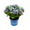 Kerti Hortenzia - Hydrangea macrophylla - Royalty Collection " Lady Mata Hary Blue" K5