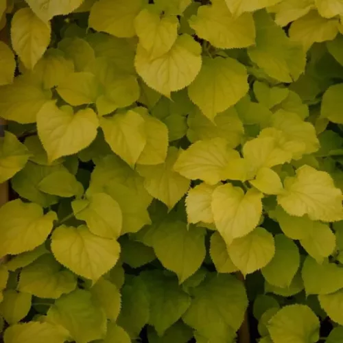 Kúszó Hortenzia - Hydrangea petiolaris "Bright Side"