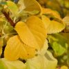 Kúszó Hortenzia - Hydrangea petiolaris "Bright Side"