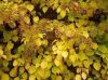 Kúszó Hortenzia - Hydrangea petiolaris "Bright Side"