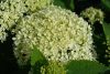 Cserjés hortenzia " Limetta" - Hydrangea Arborescens - 12 Cs