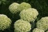 Cserjés hortenzia " Limetta" - Hydrangea Arborescens - 12 Cs