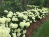 Cserjés hortenzia " Limetta" - Hydrangea Arborescens - 12 Cs