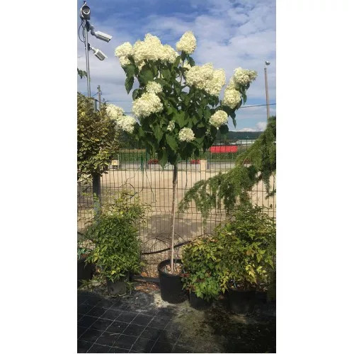 Törzses Bugás hortenzia - Hydrangea paniculata ‘Polar Bear’ - Törzs 60 cm