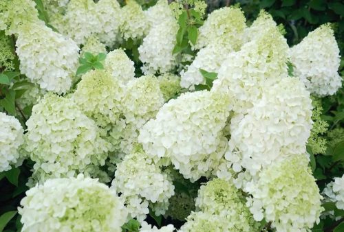 Törzses Bugás hortenzia - Hydrangea paniculata ‘Polar Bear’ - Törzs 60 cm