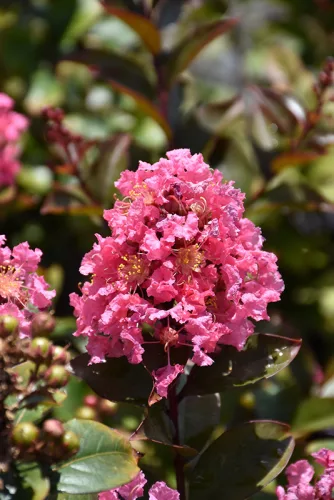 Kínai selyemmírtusz - Lagerstroemia "Coral Magic"
