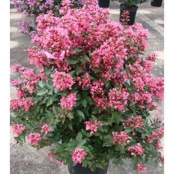 Kínai selyemmírtusz - Lagerstroemia "Coral Magic"