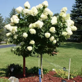   Törzses Bugás hortenzia - Hydrangea paniculata ‘Limelight’ - Törzs 40 cm 