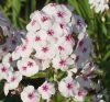 Bugás lángvirág - Phlox paniculata "Mike's Favourite"