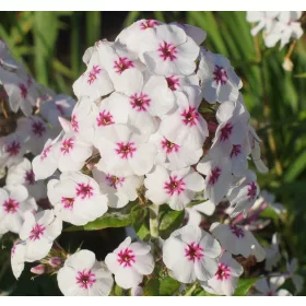   Bugás lángvirág - Phlox paniculata "Mike's Favourite"