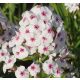 Bugás lángvirág - Phlox paniculata "Mike's Favourite"