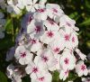 Bugás lángvirág - Phlox paniculata "Mike's Favourite"