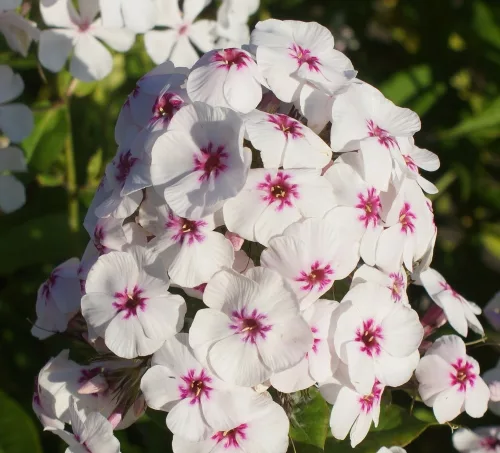 Bugás lángvirág - Phlox paniculata "Mike's Favourite"
