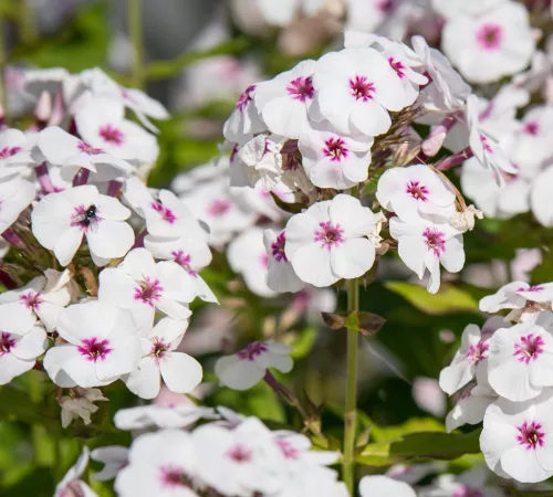 Bugás lángvirág - Phlox paniculata "Mike's Favourite"