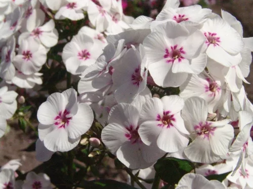 Bugás lángvirág - Phlox paniculata "Mike's Favourite"