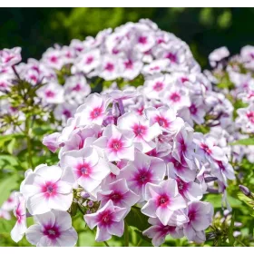   Bugás lángvirág - Phlox paniculata "Graf Zeppelin"