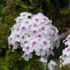 Bugás lángvirág - Phlox paniculata "Graf Zeppelin"