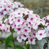 Bugás lángvirág - Phlox paniculata "Graf Zeppelin"