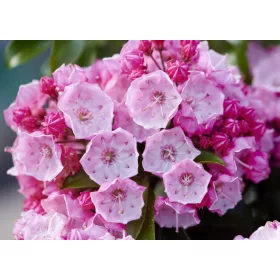 Hegyi babér - Kalmia latifolia "Little Linda"