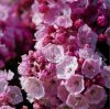 Hegyi babér - Kalmia latifolia "Little Linda"