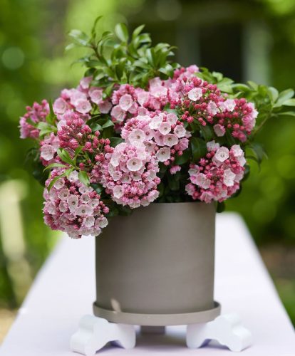 Hegyi babér - Kalmia latifolia "Little Linda"