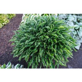 Árnyékliliom - Hosta 'Praying Hands'