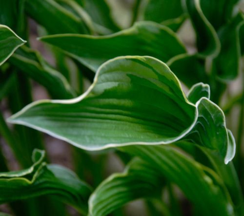 Árnyékliliom - Hosta 'Praying Hands'