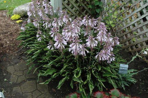 Árnyékliliom - Hosta 'Praying Hands'
