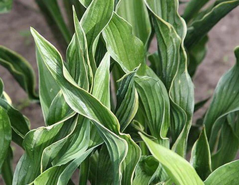 Árnyékliliom - Hosta 'Praying Hands'