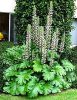 Medveköröm - Acanthus mollis