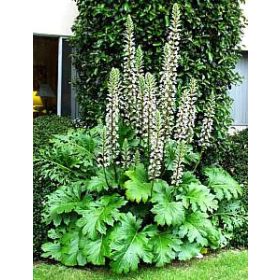Medveköröm - Acanthus mollis