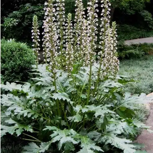 Medveköröm - Acanthus mollis