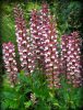 Medveköröm - Acanthus mollis