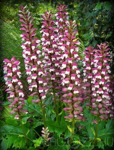 Medveköröm - Acanthus mollis