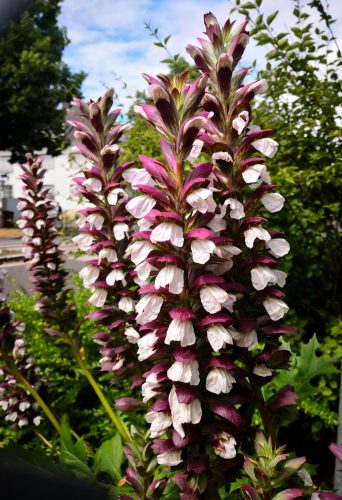 Medveköröm - Acanthus mollis