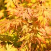 Japán juhar - Acer palmatum "Orange Lace"