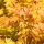 Japán juhar - Acer palmatum "Orange Lace"