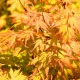 Japán juhar - Acer palmatum "Orange Lace"