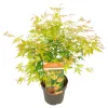Japán juhar - Acer palmatum "Orange Lace"